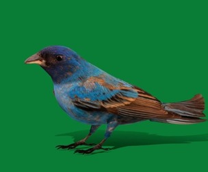 Indigo Bunting Bird