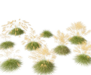 Stipa gigantea - Giant feather grass 01