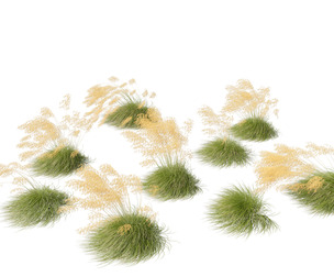 Stipa gigantea - Giant feather grass 02