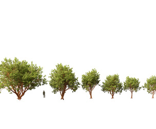 Acer griseum - Paperbark maple 01