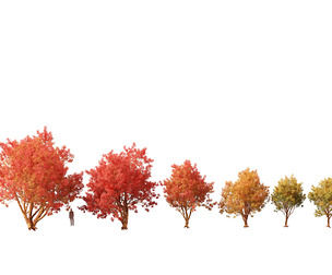 Acer griseum - Paperbark maple 02