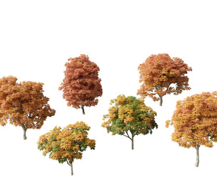 Aesculus glabra - Ohio buckeye 02