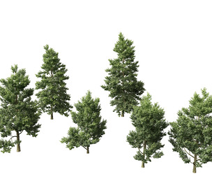 Alnus cordata - Italian alder