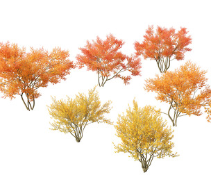 Amelanchier lamarckii - juneberry 01