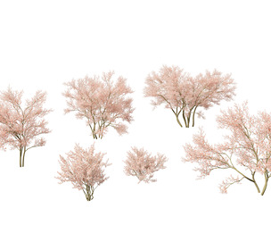 Amelanchier lamarckii - juneberry 02
