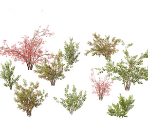 Aronia arbutifolia - Red Chokeberry