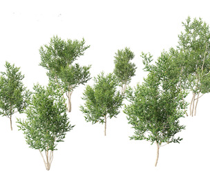 Betula utilis Jacquemontii - Himalayan birch
