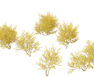 Cornus mas - Cornelian cherry 02