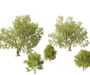 Fagus sylvatica - European beech 02