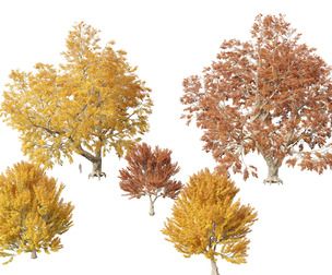 Fagus sylvatica - European beech 03
