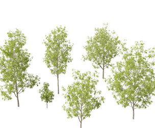 Fraxinus excelsior - European ash