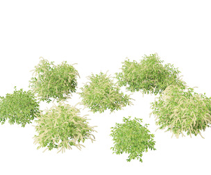 Itea virginica - Virginia sweetspire