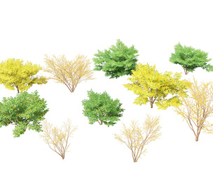 Lindera benzoin - Spicebush