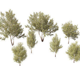 Populus alba - Poplar