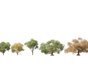 Quercus alba - White oak