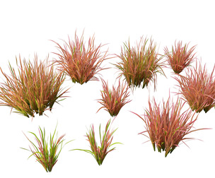 Imperata cylindrica Red Baron