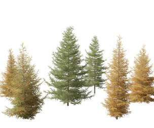 Larix laricina - American larch