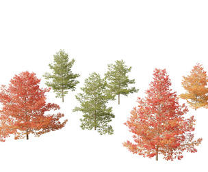Quercus palustris - Pin oak