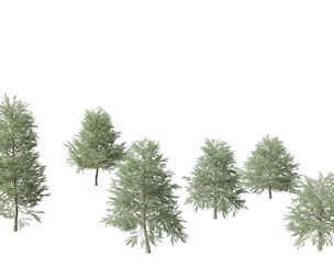 Quercus phellos - Willow oak