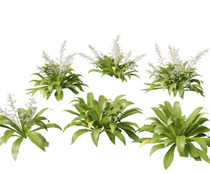Arthropodium cirratum - New Zealand Rock Lily