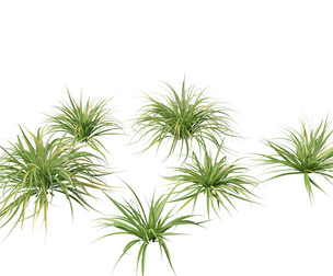 Astelia banksii - Coastal astelia