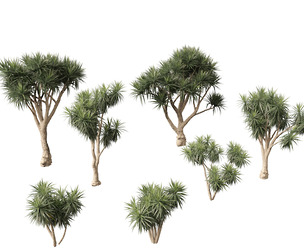 Cordyline australis - Giant dracaena