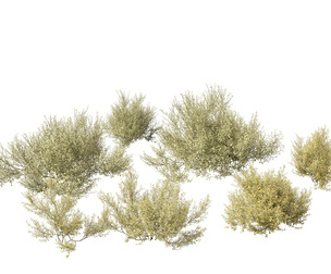 Corokia cotoneaster - Wire-netting bush