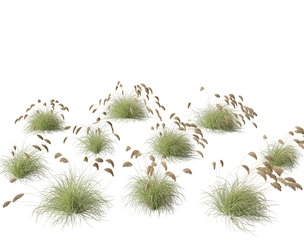 Cortaderia richardii - Toetoe