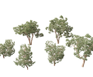 Eucalyptus polyanthemos - Silver-dollar gum