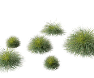 Lomandra confertifolia Seascape - Mat Rush