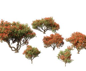 Metrosideros excelsa - New Zealand Christmas