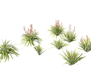 Phormium tenax - New Zealand flax