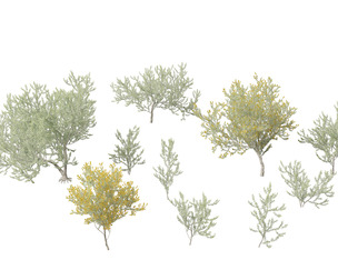 Acacia podalyriifolia - Queensland silver wattle