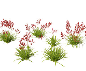 Anigozanthos flavidus - Evergreen kangaroo paw