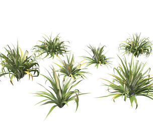 Astelia chathamica - Maori flax