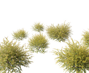 Austromyrtus dulcis - Midgen berry
