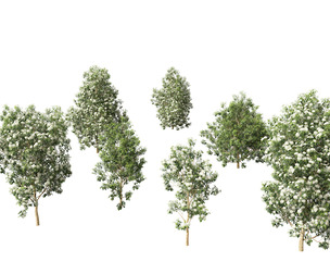 Backhousia citriodora - lemon myrtle