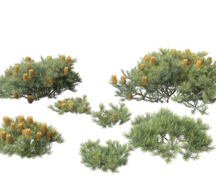 Banksia spinulosa Cherry Candles