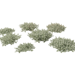 Eremophila glabra Kalbarri carpet - Tar Bush
