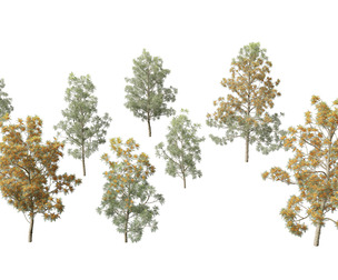 Grevillea robusta - Silky oak