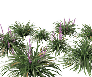 Liriope muscari - blue lily turf
