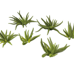 Asparagus densiflorus - asparagus fern