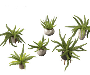Asparagus densiflorus - asparagus fern 02