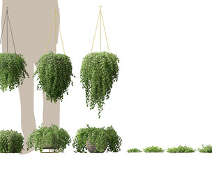 Dichondra repens - Kidney Weed