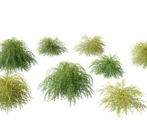jasminum nudiflorum - Winter jasmine 01