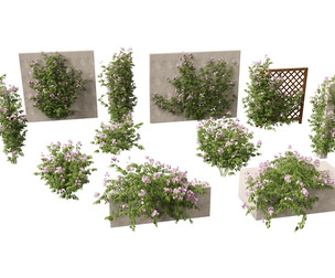 Pandorea jasminoides Rosea - Bower Vine