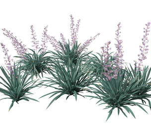 Dianella caerulea - Flax Lily