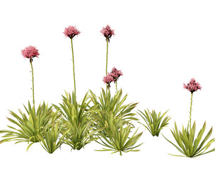 Doryanthes excelsa - Gymea Lily