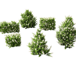 Escallonia Iveyi -White Escallonia