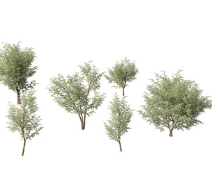 Eucalyptus cinerea - Argyle apple